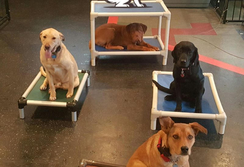 Ready Sit Go Dog Training Focuses on Crate Training in Denver, CO, to Help Dogs Build Calm, Reliable At-Home Routines